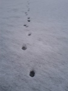 Pippi sine spor i snøen