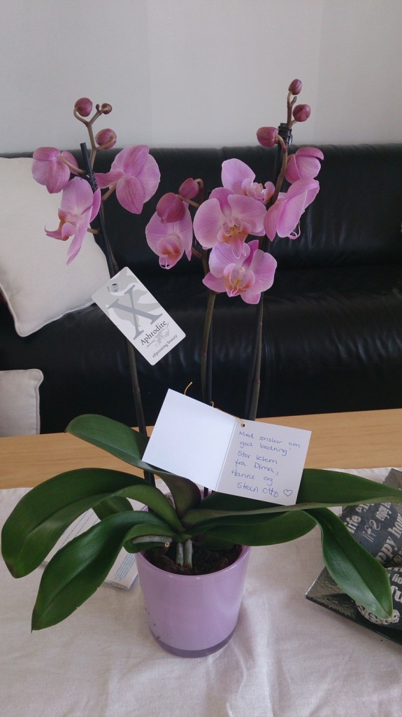 Nydelig orkidee fra Dima, Hanne og Stein Otto :)