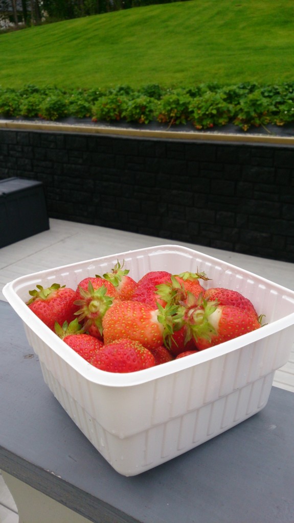 Nyplukket jordbær til sykepleieren :)